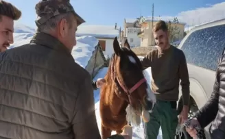 Yaylada ölüme terk edilen at günler sonra hayvanseverler tarafından kurtarıldı
