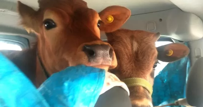 2 düveyi aracının arka koltuğunda yaylaya  götürdü