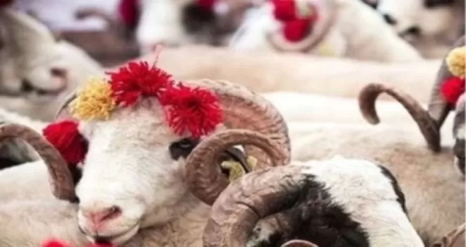 2025 Kurban Hizmetleri Tebliği yayımlandı
