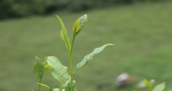 30 bin çay üreticisinin mağduriyeti giderildi
