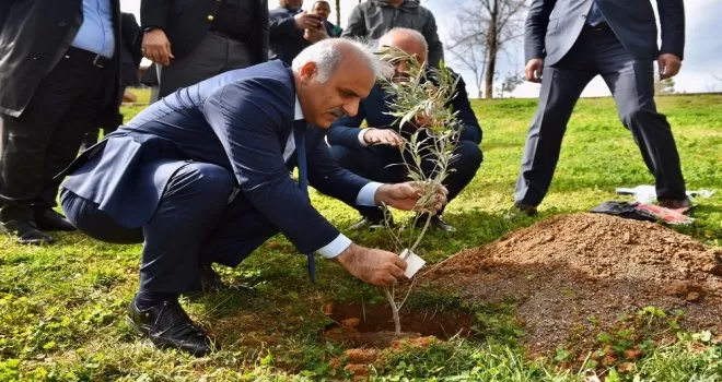 6 asırlık zeytin fidanları toprakla buluştu
