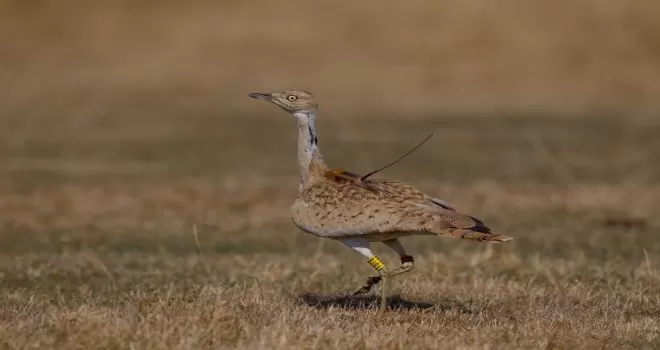 7 yıl sonra Türkiye’de görülen yakalı toy tekrar doğaya bırakıldı
