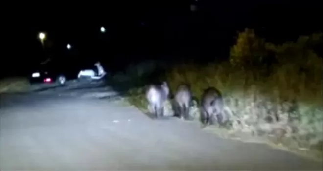 Aç kalan domuzlar mahalleye indi
