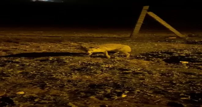 Aç kalan tilkiyi peynirle besledi
