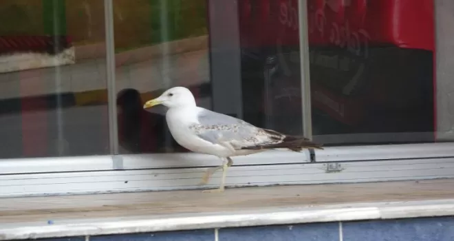 Aç martı pidecinin kapısında böyle bekledi
