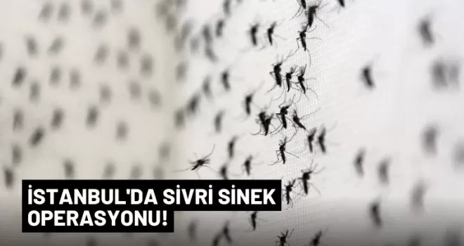 Aedes türü sivrisinek İstanbul’da hızla yayılım gösteriyor!
