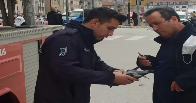 Ağaca takılan güvercini itfaiye kurtardı
