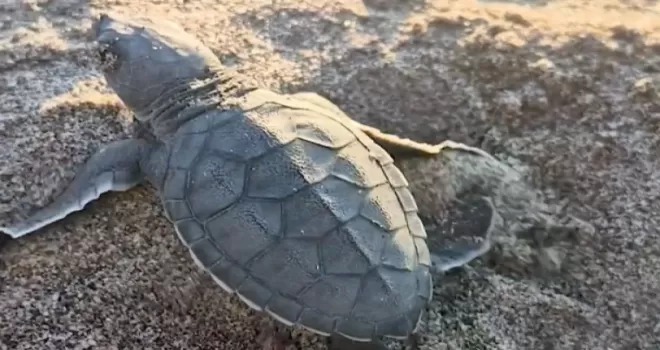 Akyatan’da deniz kaplumbağaları için seferberlik