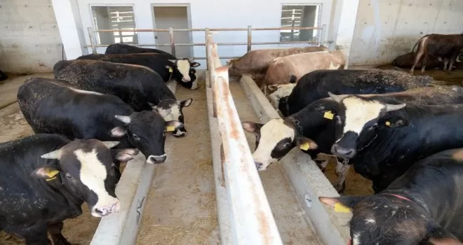 Altındağ’da kurban hareketliliği başladı
