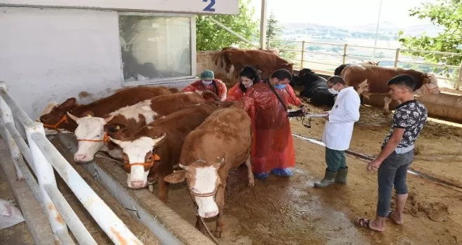 Altındağ’da kurbanlıklara sıkı kontrol
