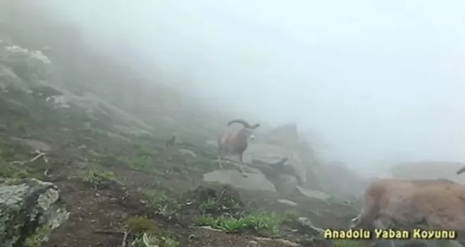 Anadolu yaban koyunlarının sayısı 800’ü geçti
