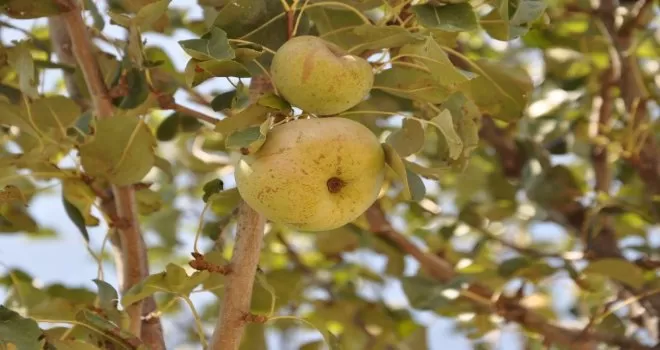 Ankara Armudu Akyurt’un simgesi olacak

