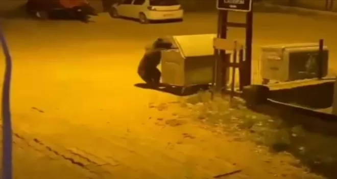 Ankara’da aç kalan ayı köye indi
