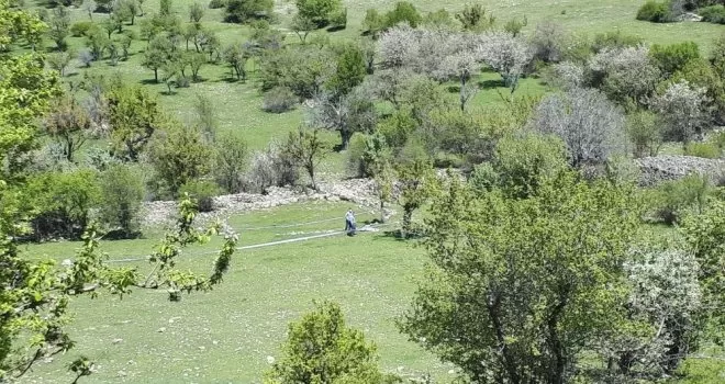 Ankara’da ‘ayı saldırısı, bir kadını öldürdü’ iddiası
