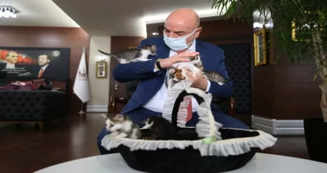Ankara’daki 6 minik kedi yeni sahiplerini bekliyor
