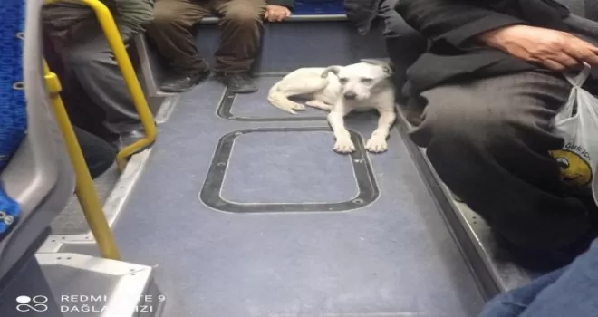 Ankara’nın "Gezgin köpeği" Barış, EGO gtobüsleri ile seyahat ediyor

