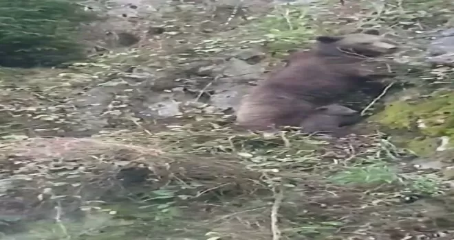 Anne ayının yavrularını kurtarma mücadelesi
