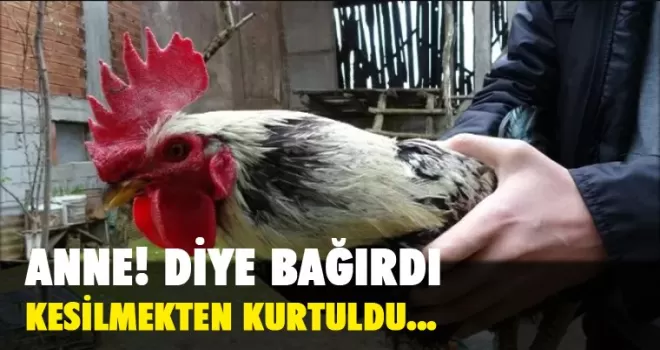 ‘Anne’ diye bağırdı, kesilmekten kurtuldu