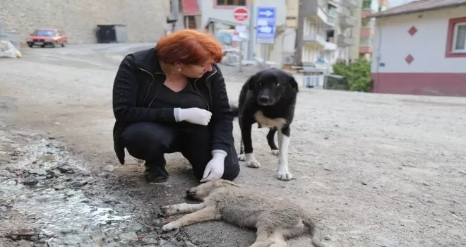 Anne köpek ölen yavrusunun başından saatlerce ayılmadı
