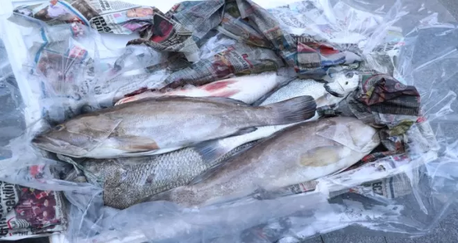  Antalya’da 260 kilo balığa el konuldu