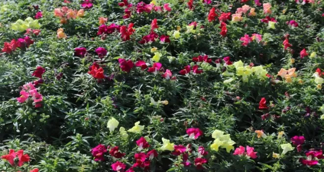 Antalya’da kışlık çiçeklerle rengarenk kent silüeti