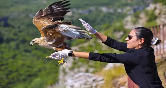 Antalya’da tedavi edilen kızıl şahin yeniden doğaya kavuştu