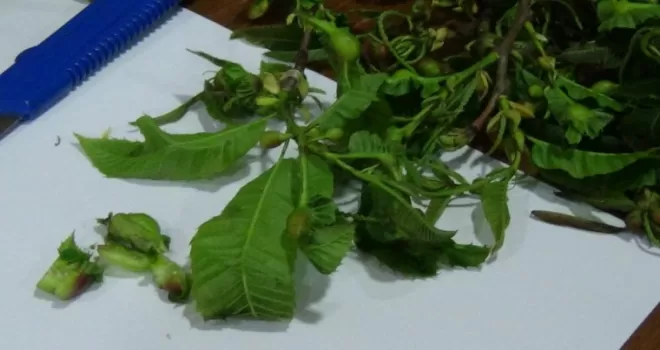 Arıcıların korkusu, katil arı Giresun’da da görüldü
