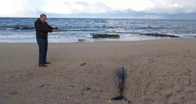 Arnavutköy’de kıyıya ölü yunus balığı vurdu
