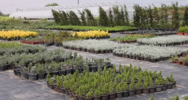 Aromatik ve Tıbbi Bitkiler Borsası Büyükçekmece’de kuruluyor
