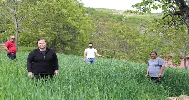 ’Artvin buğdayı’ coğrafi işaret yolunda
