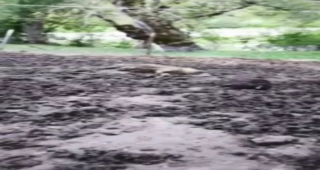 Artvin’de ağıla giren ayı 20 küçükbaş hayvanı telef etti, 45 hayvanı yaraladı
