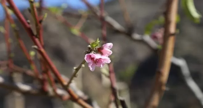 Artvin’de baharın habercisi çiçekler erken açtı
