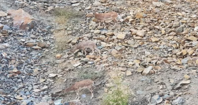 Artvin’de dağ keçileri görüntülendi
