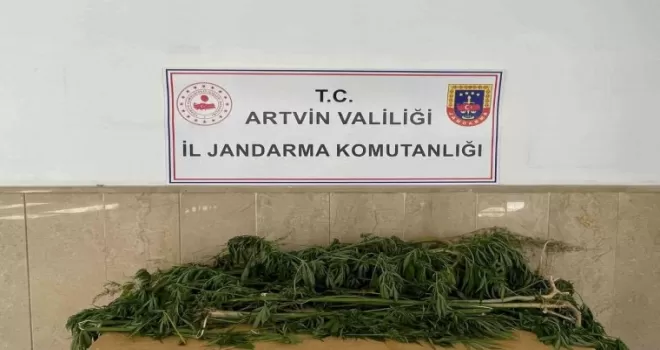 Artvin’de esrar operasyonu
