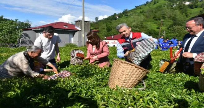 Artvin’de geleneksel çay hasadı başladı