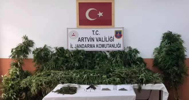 Artvin’de jandarmadan uyuşturucu operasyonu
