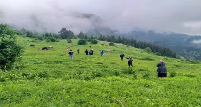 Artvin’de Maden köy şelalesi keşfedilmeyi bekliyor
