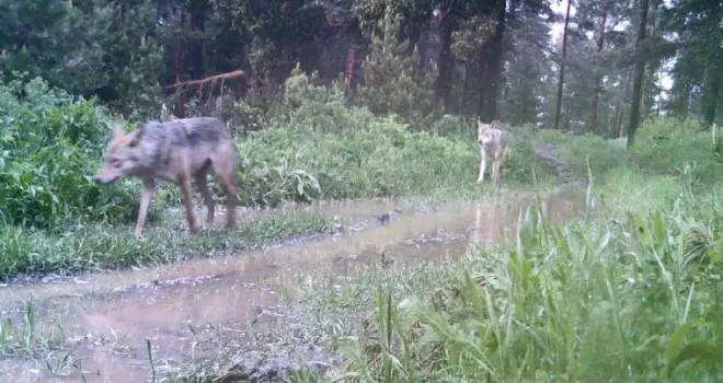 Artvin’de ormanda kurt sürüsü görüntülendi
