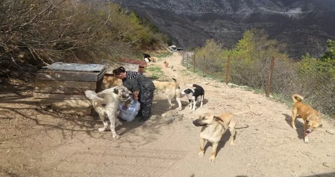 Artvin’de sokak hayvanları unutulmadı
