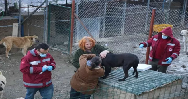 Artvin’de yasaklı ırk köpekler kimliklendirilip kayıt altına alınıyor
