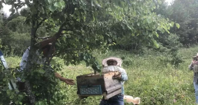Artvin’de yavru arı bereketi

