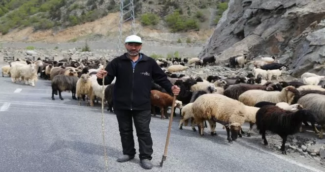 Artvin’de yaylalara göç başladı
