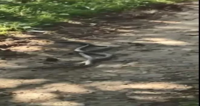Artvin’de yılanların dansı saniye saniye görüntülendi
