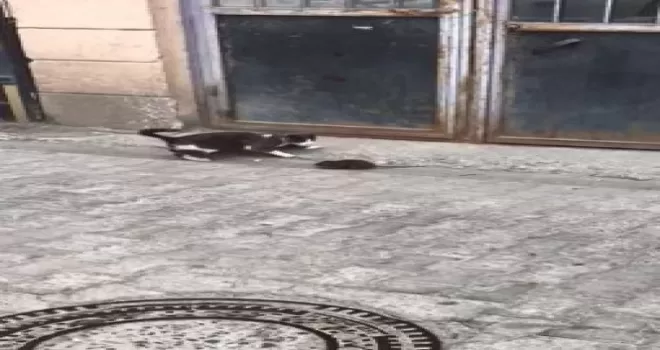 Artvin’den fare ile kedinin güldüren görüntüsü
