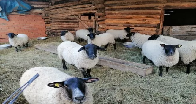 Artvin’e özgü bijik koyununun yok olmaması için harekete geçtiler