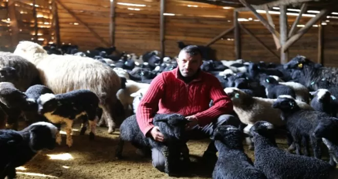 Küçükbaş üreticileri ‘Hemşin’ ırkından vazgeçmiyor