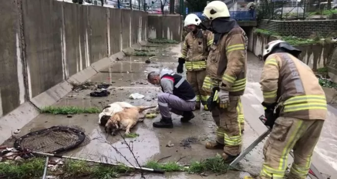 Ataşehir’de dereye düşen 6 köpek boğulmaktan kurtarıldı
