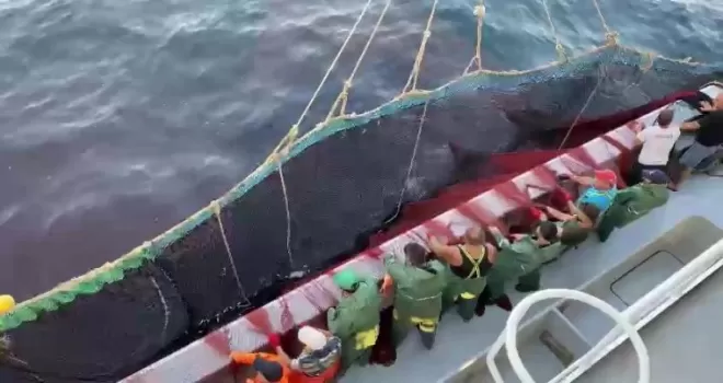 Av yasağı kalktı, tezgâhlar istavritle doldu
