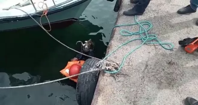 Avcılar’da denize düşen kedi için itfaiye seferber oldu
