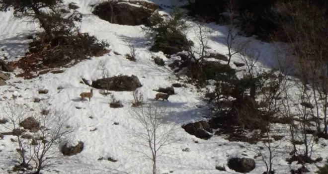 Avcılık durduruldu, dağ keçileri rahatça gezmeye başladı
